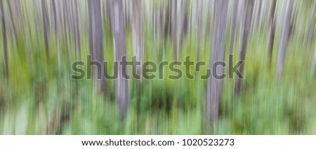 Blurred abstract of green forest floor with grey trees