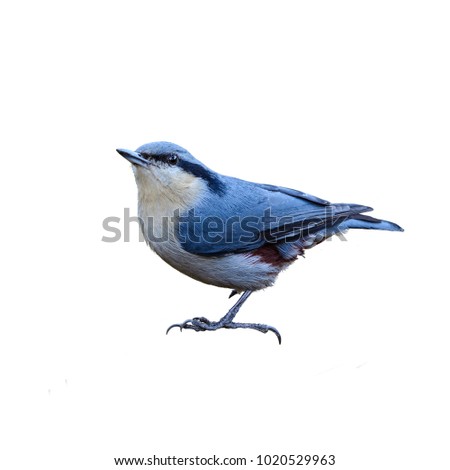 Chestnut-vented Nuthatch or Sitta nagaensis, beautiful bird isolated perching on branch with white background and clipping path, Thailand. Royalty-Free Stock Photo #1020529963