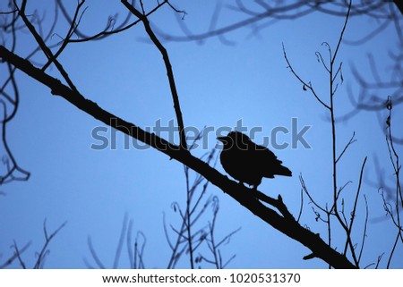 silhouette of a bird on branches