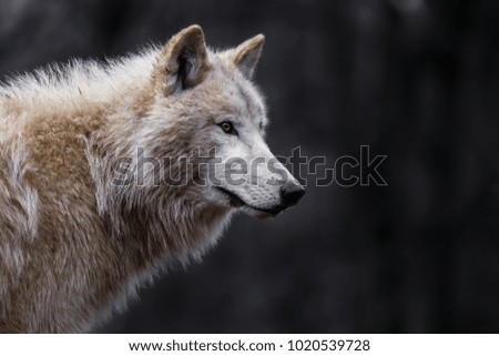 Portrait of Arctic wolf