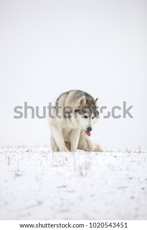 Very funny husky eats snow and makes faces. Gray Siberian husky sits in the snow. Portrait of a dog. A dog on a natural background.
