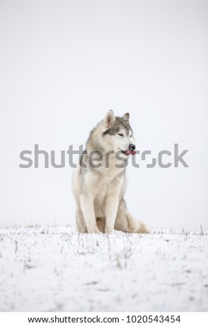 Very funny husky eats snow and makes faces. Gray Siberian husky sits in the snow. Portrait of a dog. A dog on a natural background.