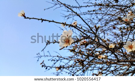 blooming almond tree, white beautiful flowers