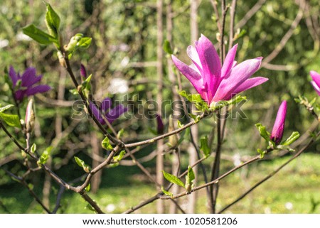 Closeup of a blooming magnolia flower