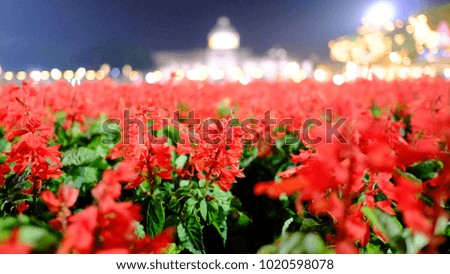A large bed of red flower blossom with green leaves in outdoor at night for a decoration place in Bangkok,Thailand,night view and bokeh light
