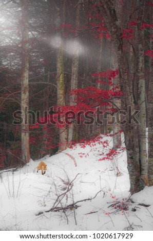The winter forest and the walking fox
