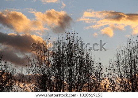 Close up view of leafless tree silhouettes. Top of trees with vertical branches. Blue sky with pink and white clouds lighted by the sun. Outdoor photo taken in winter. Abstract natural picture.