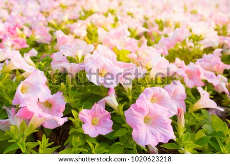 Close up flowers background. Amazing view of colorful pink flowering in the garden and green grass landscape at sunny summer or spring day.