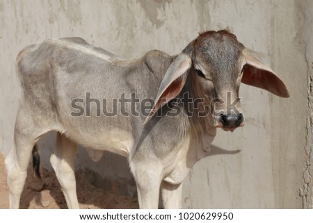 Close up portrait of a young standing calf with large ears. Metis animal issued from girolando cow race. The calf is placed beside a grey wall in a farm. Picture taken in north senegal. Sunny day.  