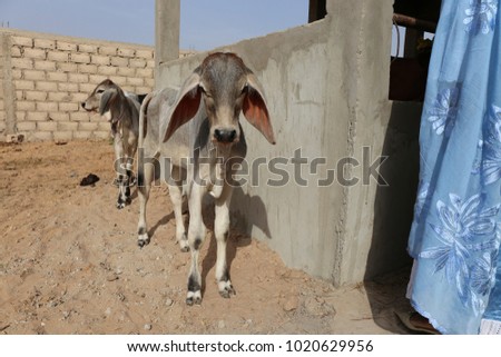 Close up portrait of a young standing calf with large ears. Metis animal issued from girolando cow race. The calf is placed beside a grey wall in a farm. Picture taken in north senegal. Sunny day.  