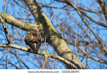 Common Buzzard in a tree