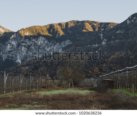 A man climbing a tree infront of a mountain