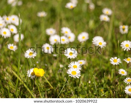 A different solitary lonely single yellow flower in the middle of a daisy (bellis perennis) field grass meadow on a sunny spring day