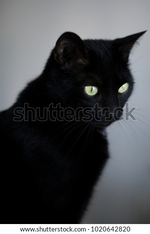 black cat portrait with green eyes on gray background