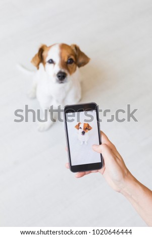Woman hand with mobile smart phone taking a photo of a cute small dog over white background. Indoors portrait. Happy dog looking at the camera.