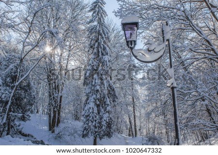 Winter small forest landscape with lonely road and lantern in bright sunny day time
