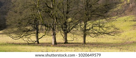 Four bare trees in a field
