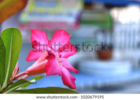 Park bigmania or Impala lily oy Desert rrose (Scientific name  ; Adenium obesum)