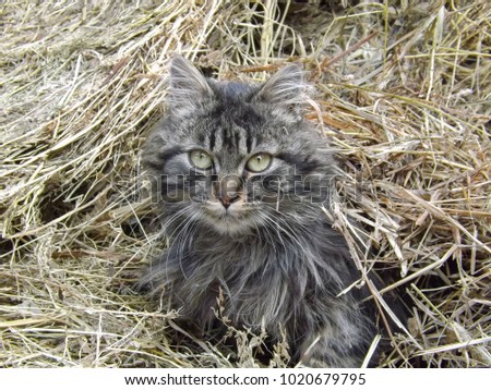 Cute cat in haystack on a farm