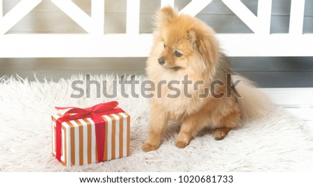 The panorama of pomeranian spitz is laying on the white plaid and eating delicacy. Concept happy holiday and food. Present near the puppy
