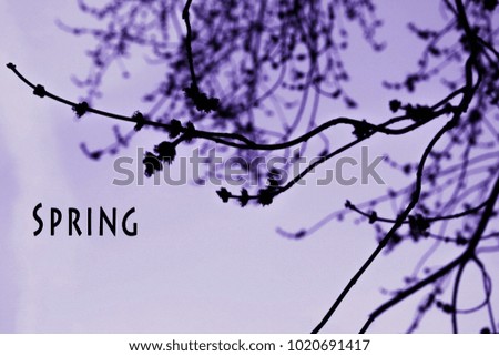 Spring branches against the sky, buds and inflorescence blossom trees. Spring