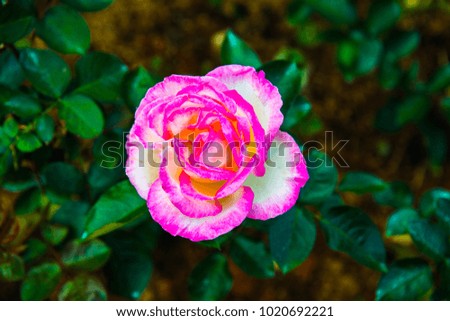 Pink rose in the garden, Thailand.