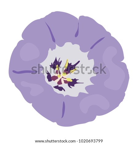 "Apple of Peru" flower petal cartoon (or Shoo-fly, Peruvian Bluebell, Apple of Sodom, Atropa Physalodes) isolated on a white background - Eps10 vector graphics and illustration