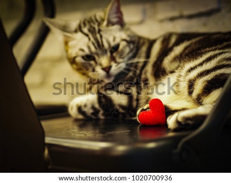 Red heart and cat background blur.