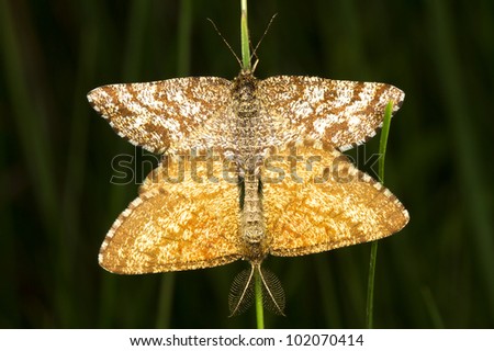A Common Heath moth mating (Ematurga atomaria)