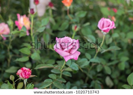 Rose flower in the garden 