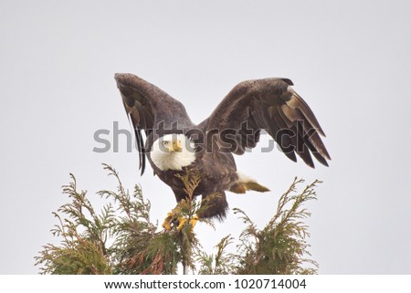 bald eagle (Haliaeetus leucocephalus) flying to a tree for a landing.  Near Boundry Bay, Vancouver, BC, Canada.