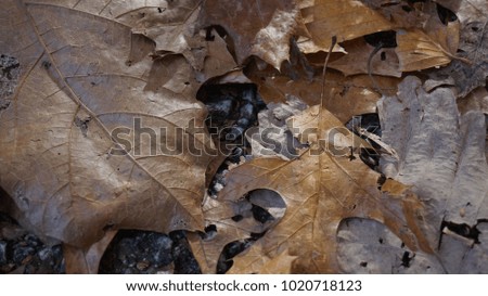 A cold picture of dead leafs.