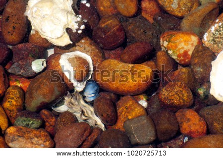 A variety of colorful rocks and shells are under water at Twanoh State Park on Hood Canal in Washington State, USA.