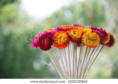 Group of Beautiful flowers on blur background.