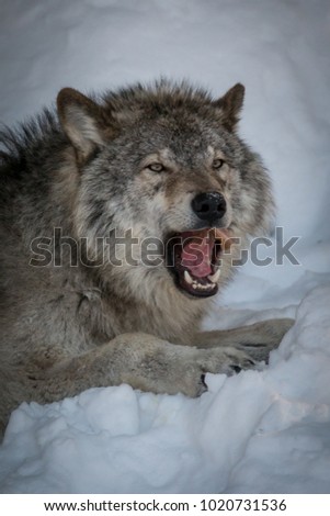 Hungry Gray Wolf - Canis Lupus