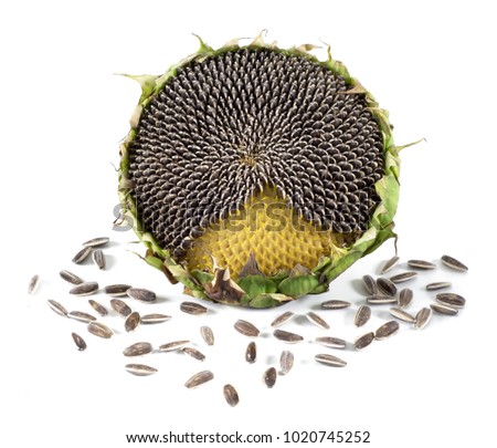 ripe seeds in a sunflower isolated on white background.

