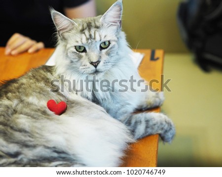 Cute Cat and Red Heart.