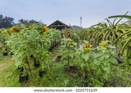 Sunflowers garden with a light house in the background, Yogyakarta Indonesia