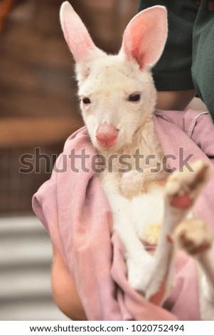 the white Kangaroo baby  in the cover cloth look very cute.