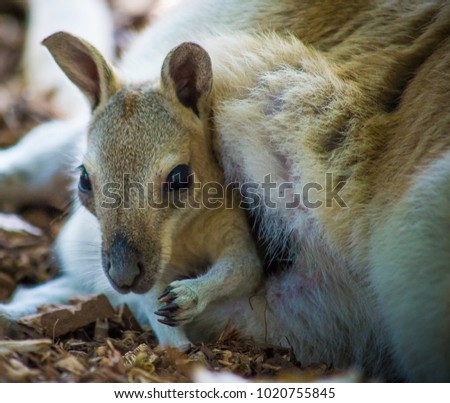 Young Kangaroo joey looks out from it’s mothers pouch Royalty-Free Stock Photo #1020755845