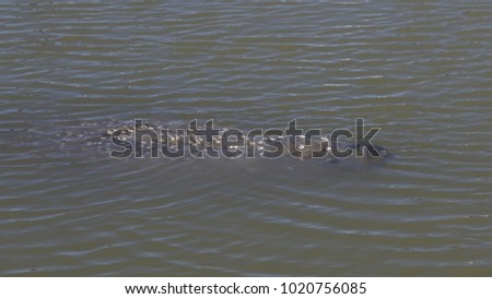 A Florida Manatee (Trichechus manatus) surfacing in Everglades National Park, Florida.

