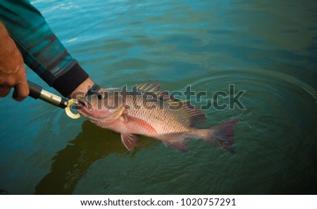 Fisherman gently returns a Mangrove Jack fish to the river from which it was caught with the use of a set of boger grips Royalty-Free Stock Photo #1020757291