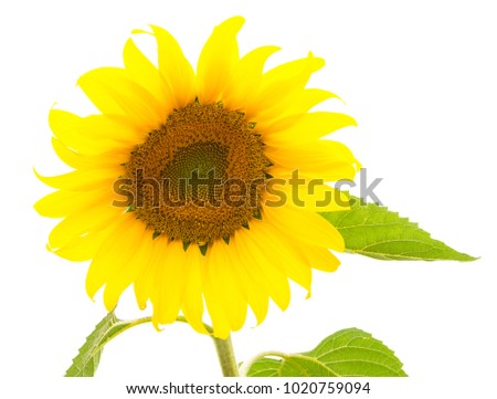 isolated Sun flower on white background