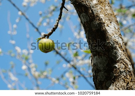 Apricot bloom.Chinese plum, Japanese apricot, Ume.White blossom on sky background.