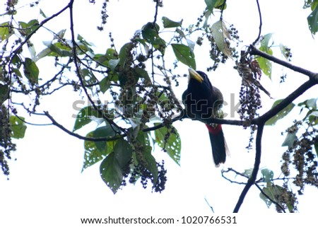 Isolate Great Barbet perching on branch
