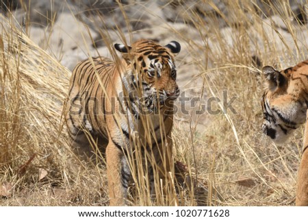 Royal Bengal Tiger 
