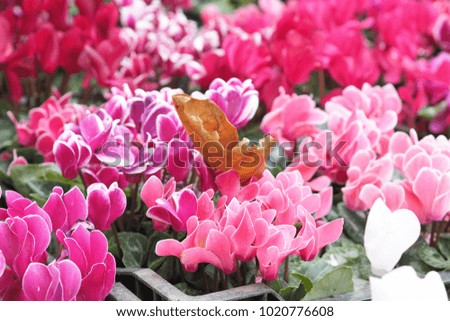 Sweet beautiful Natural petals of botany flowers tulip in the park 
