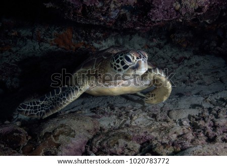 Green sea turtle (Chelonia mydas) in the Celebes sea, Sipadan Island, Malaysia