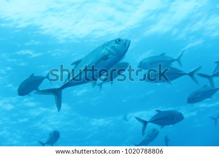 
School of fish in Palau