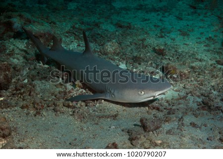 Reef shark in the Celebes sea, Sipadan Island, Malaysia